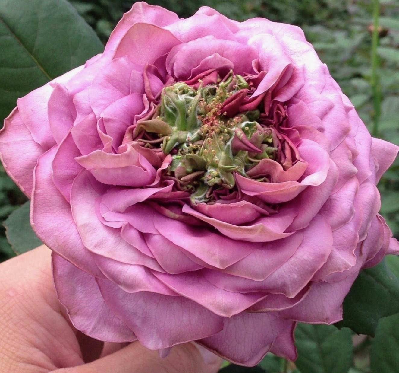 やぎバラ育種農園 オリジナルローズ Yagi Rose Breeding Farm