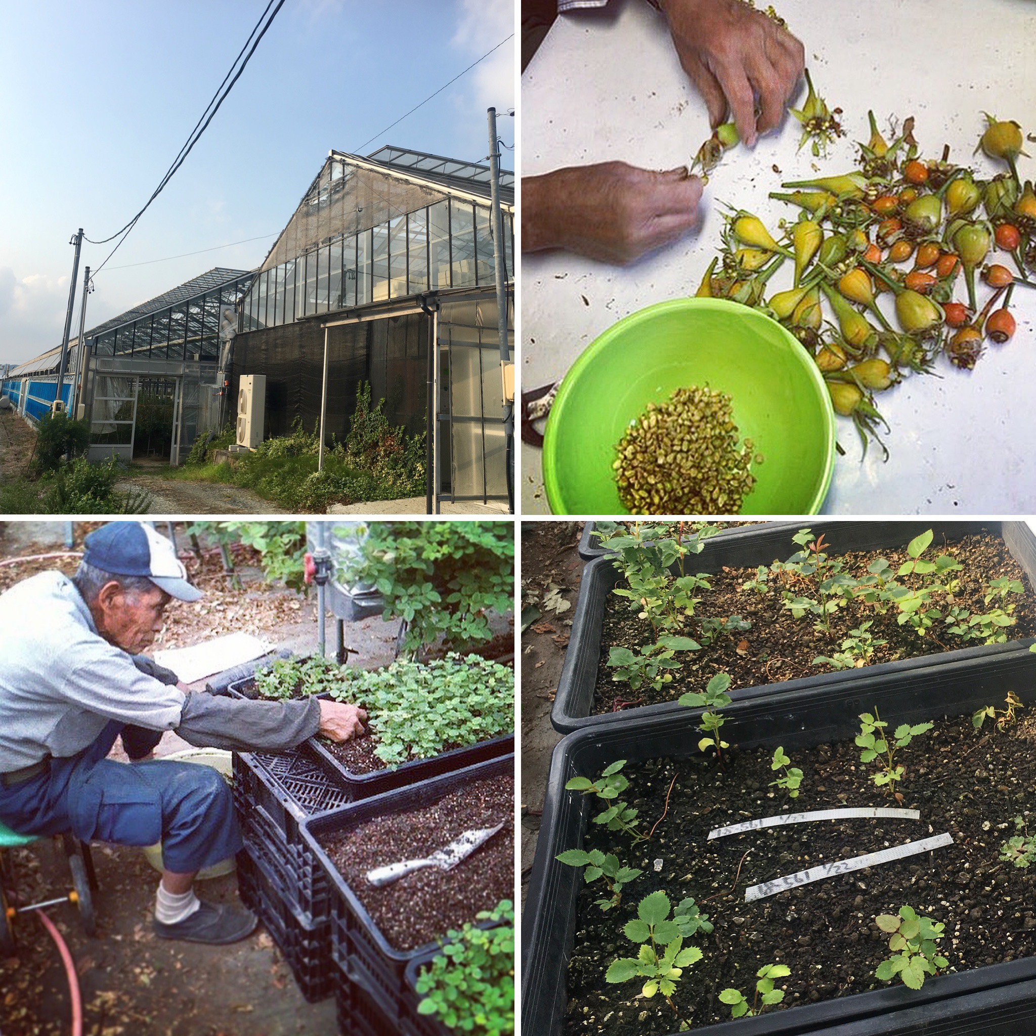 やぎバラ育種農園 やぎバラ育種農園について Yagi Rose Breeding Farm